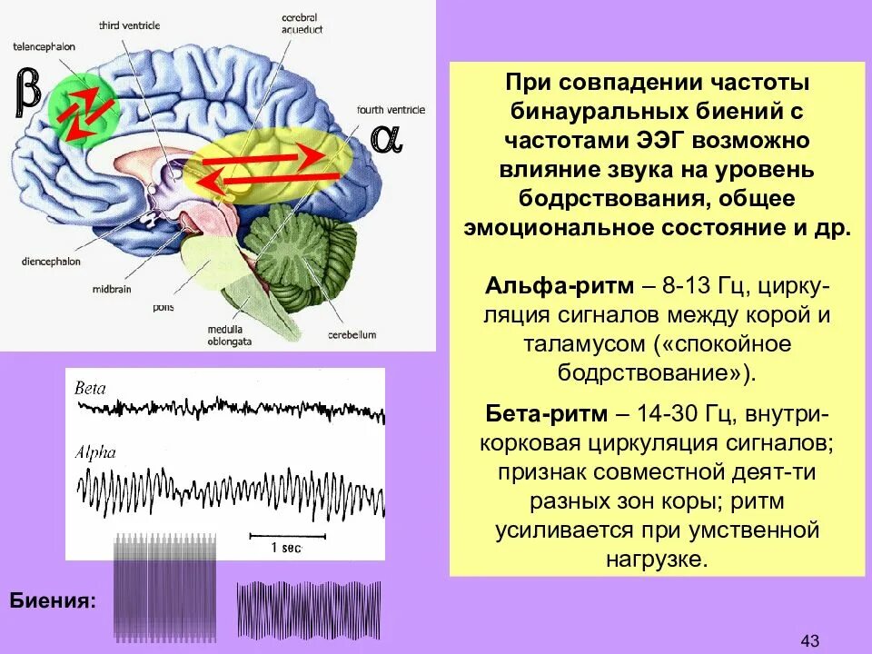 Частота звука влияющая на мозг. Ритмы головного мозга. Ритмы головного мозга и локализация. Альфа ритм мозга. Мозг альфа бета