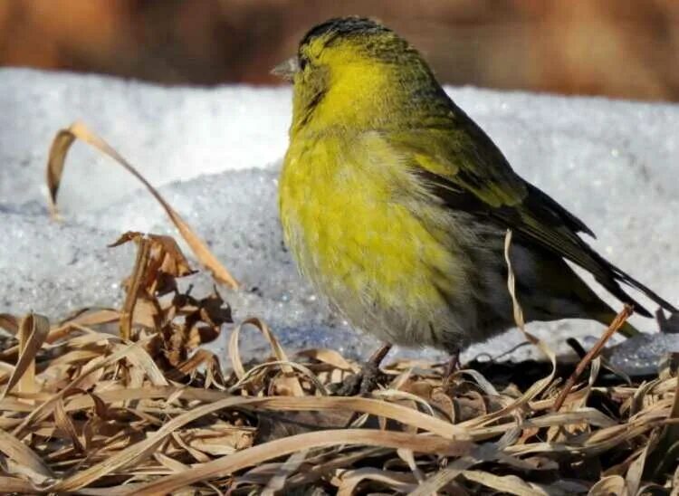 Чиж сибирский. Синица зеленушка. Какой статус имеет чиж в заповеднике. Какой статус имеет чиж в заповеднике. Spinus spinus чиж.
