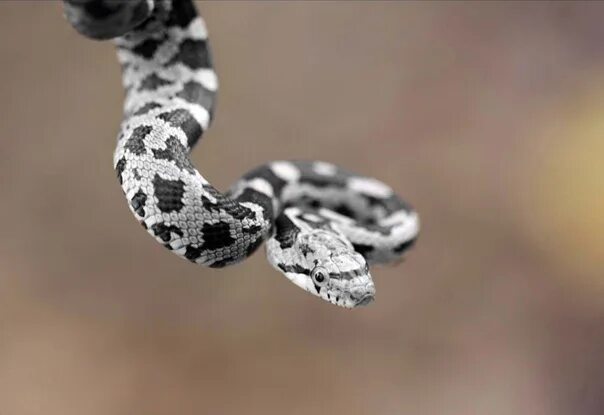 Пятнистая змея фото File:Pituophis catenifer sayi  Wikipedia