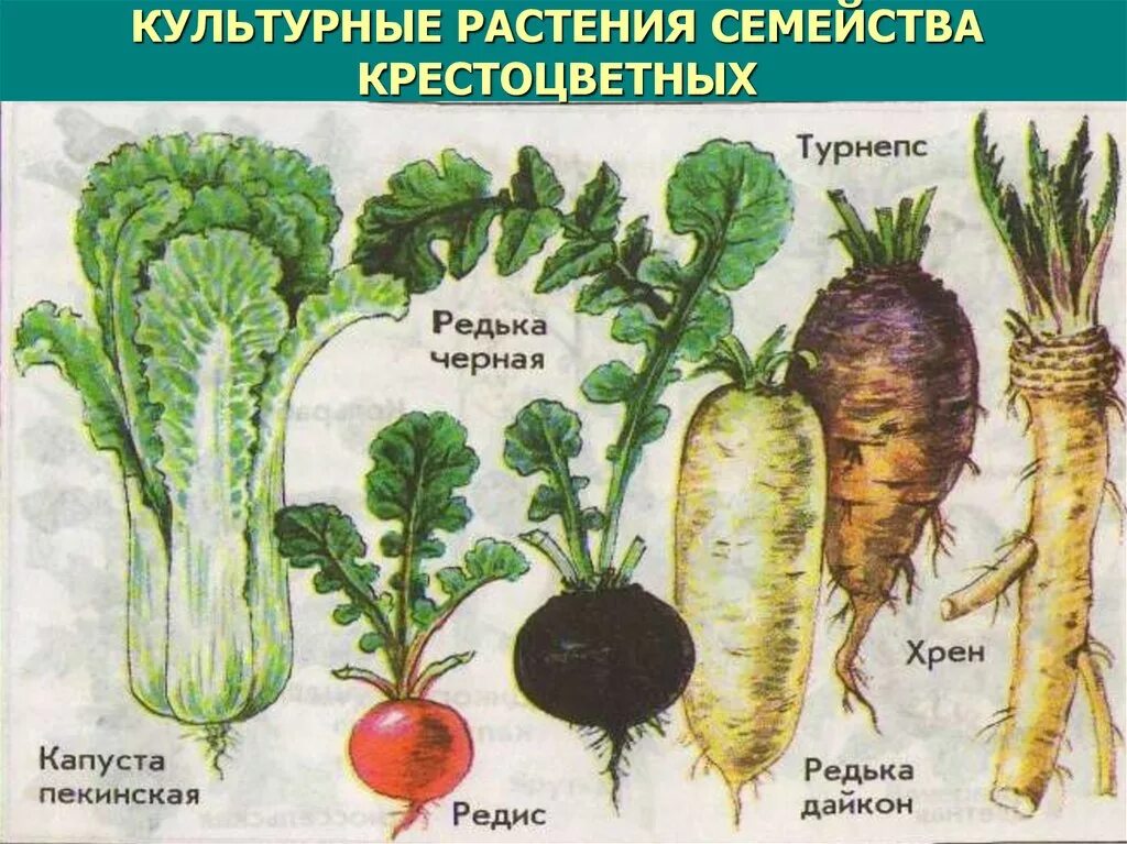 Семейство крестоцветных относится к классу. Семейство крестоцветные капустные. Брокколи семейство крестоцветные. Овощи семейства крестоцветных. Семейство крестоцветные капустные цветок.