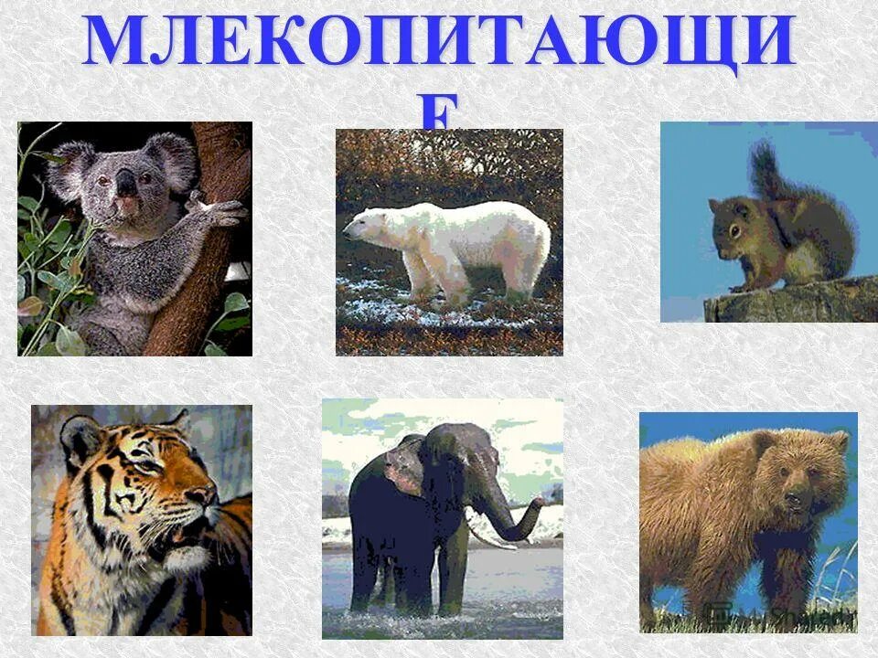 Млекопитающие презентация. Презентация млекопитающих 3 класс окружающий. Млекопитающие презентация. Млекопитающие презентация. Презентация млекопитающих 3 класс окружающий.