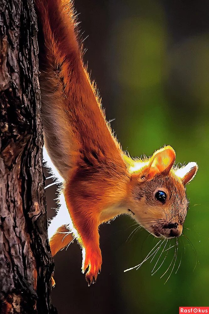Белка. Белка векша. Род бельчат. Алекс - рыжая белка. Стеснительная белка.