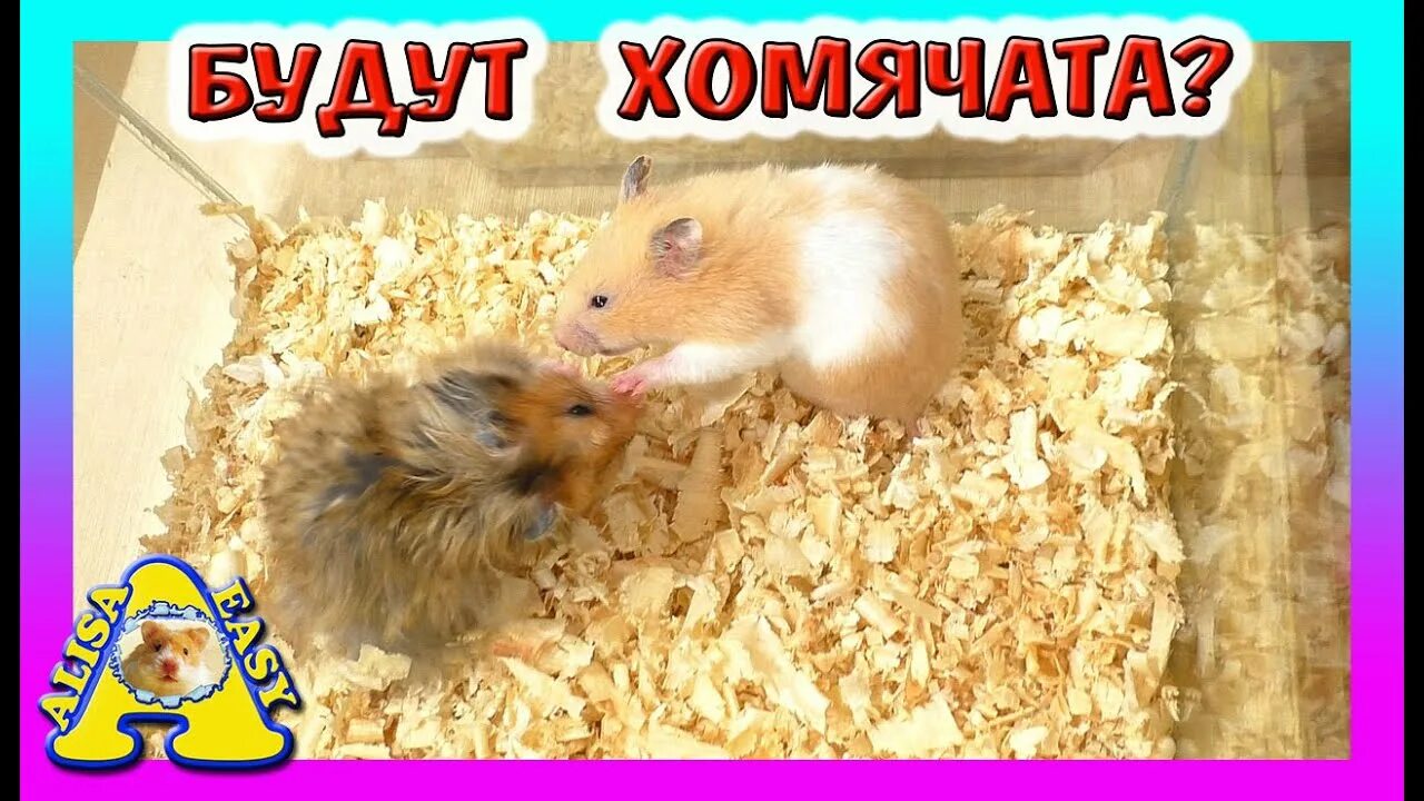 Можно хомякам клубнику. Сирийский хомяк Алиса ИЗИ. Алиса ИЗИ Pets хомячата. Алиса ИЗИ петс сирийские хомяки. Земляничный хомяк.