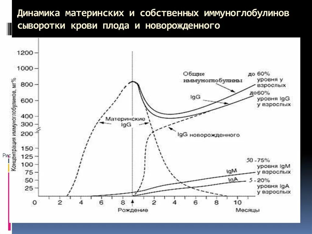 Иммуноглобулины новорожденного. Иммуноглобулины у новорожденных. Динамика продукции иммуноглобулинов. Возрастная динамика иммуноглобулинов.