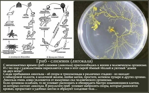 Гриб слизевик в организме. Слизевик в организме человека. Гриб слизевик в организме человека симптомы. Слизевик Ликогала в организме человека. Грибы споры в организме