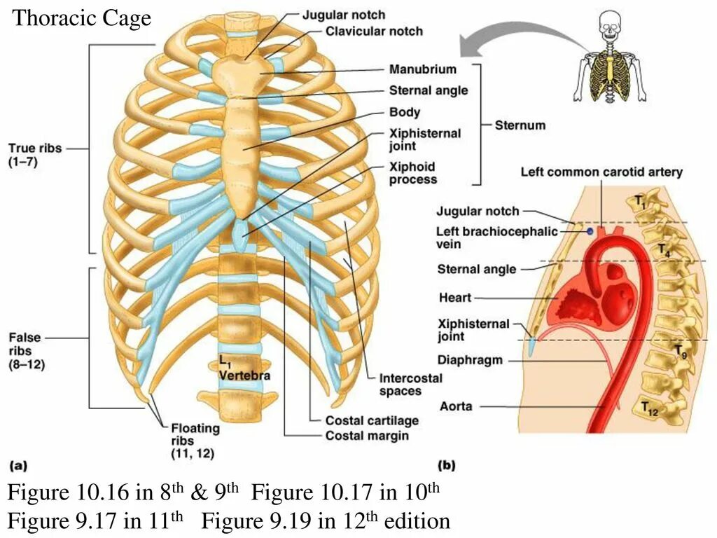 Между ребрами. Ribs and sternum. Thoracic Cage. Орган в районе ребра слева.