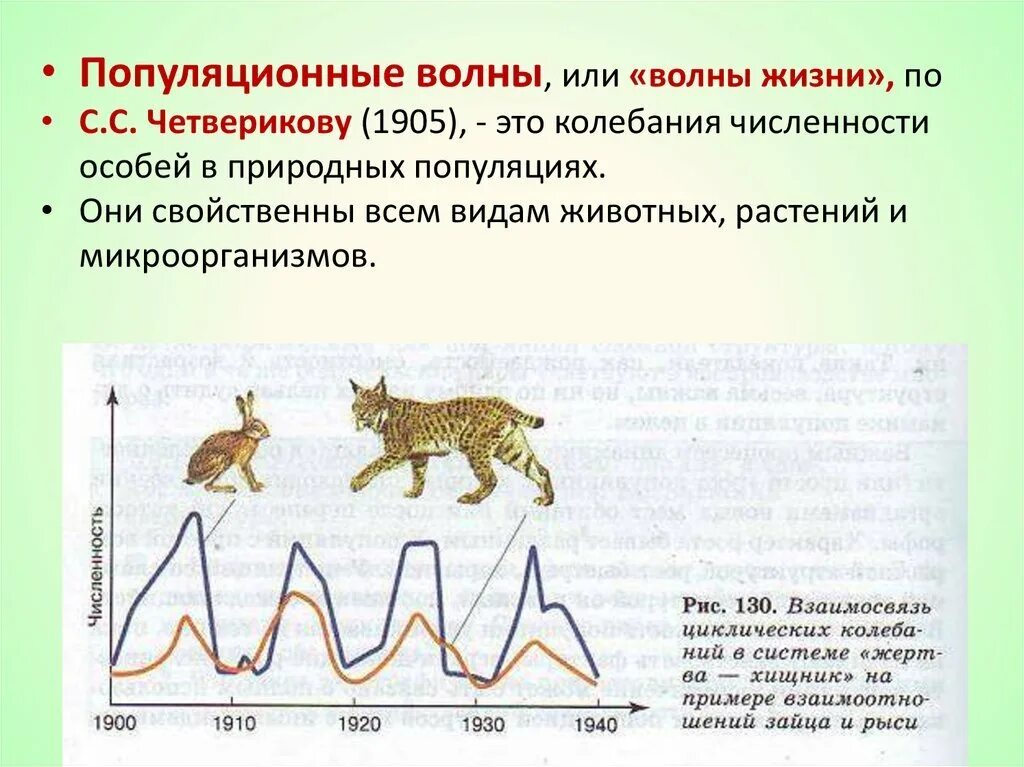 Численность особей равна. Популяционные волны, "волны жизни"(с. с. Четвериков) -. Волны жизни популяционные волны. Четвериков популяционные волны. Периодические и непериодические колебания численности популяции.