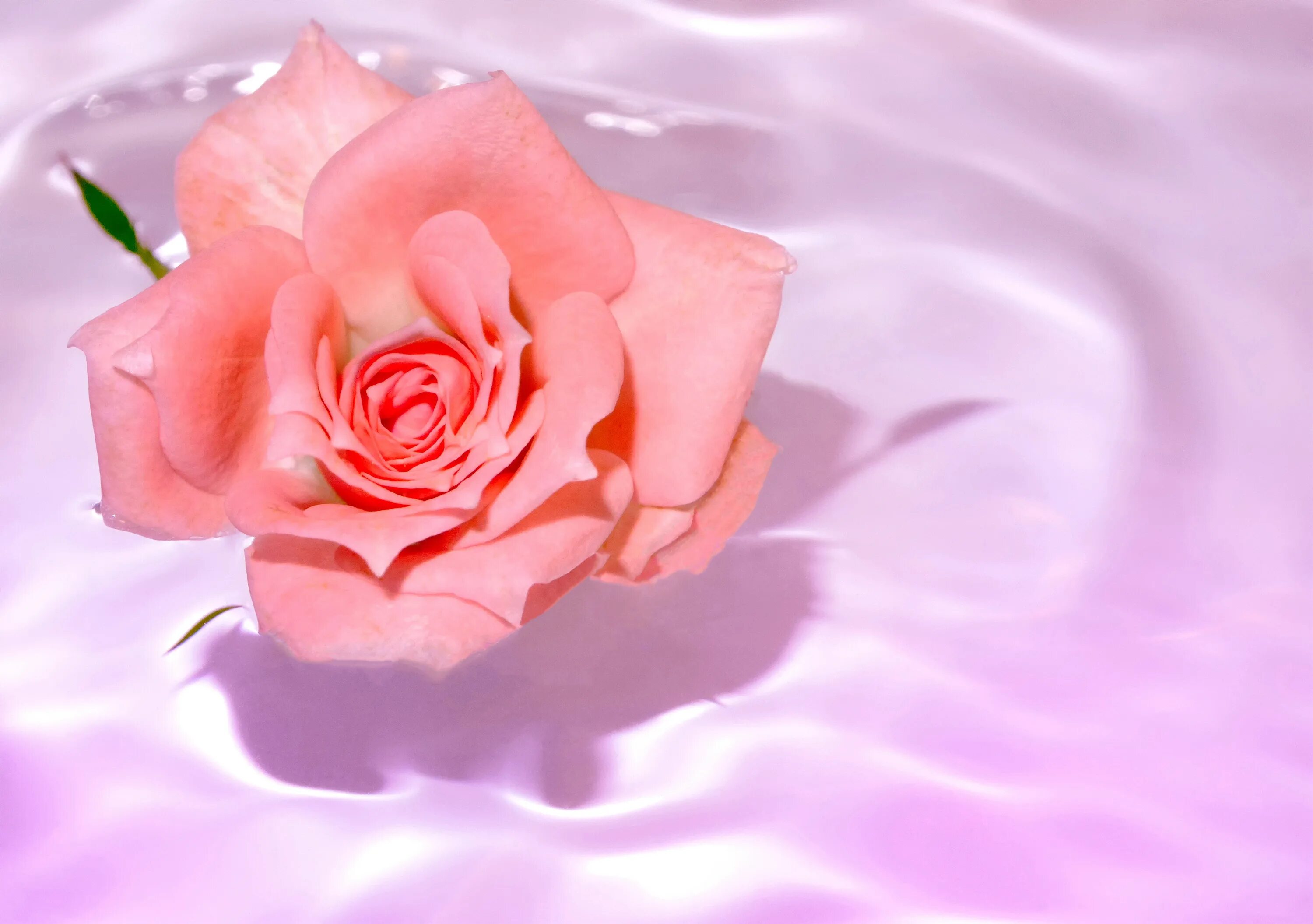 Розовые розы. Нежные розовые розы. Розовые цветы фон.