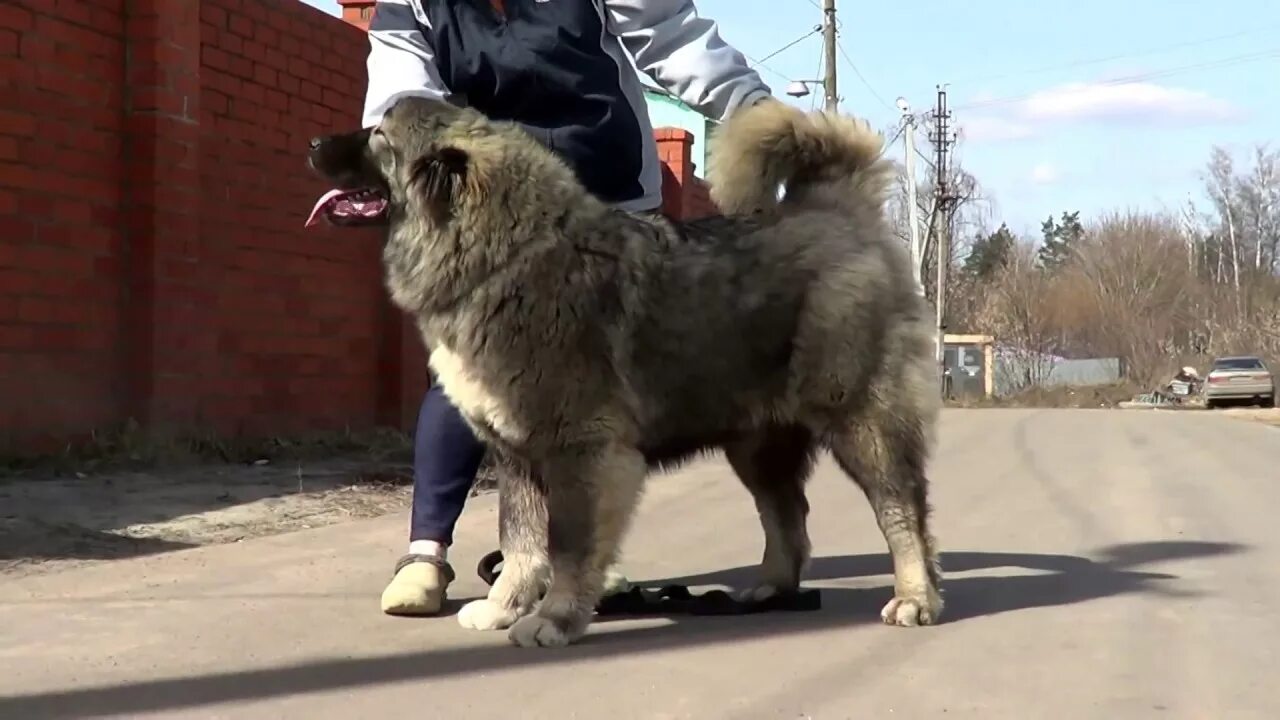 Сколько живут кавказские. Кавказская овчарка щенок 4 месяца. Кавказская овчарка ЗКС. Кавказская овчарка Нукер. Кавказская овчарка чепрак.