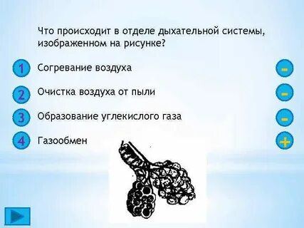 Очищает вдыхаемый воздух