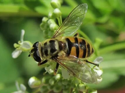 Пчеловидка лесная фото - Galeratut.Ru