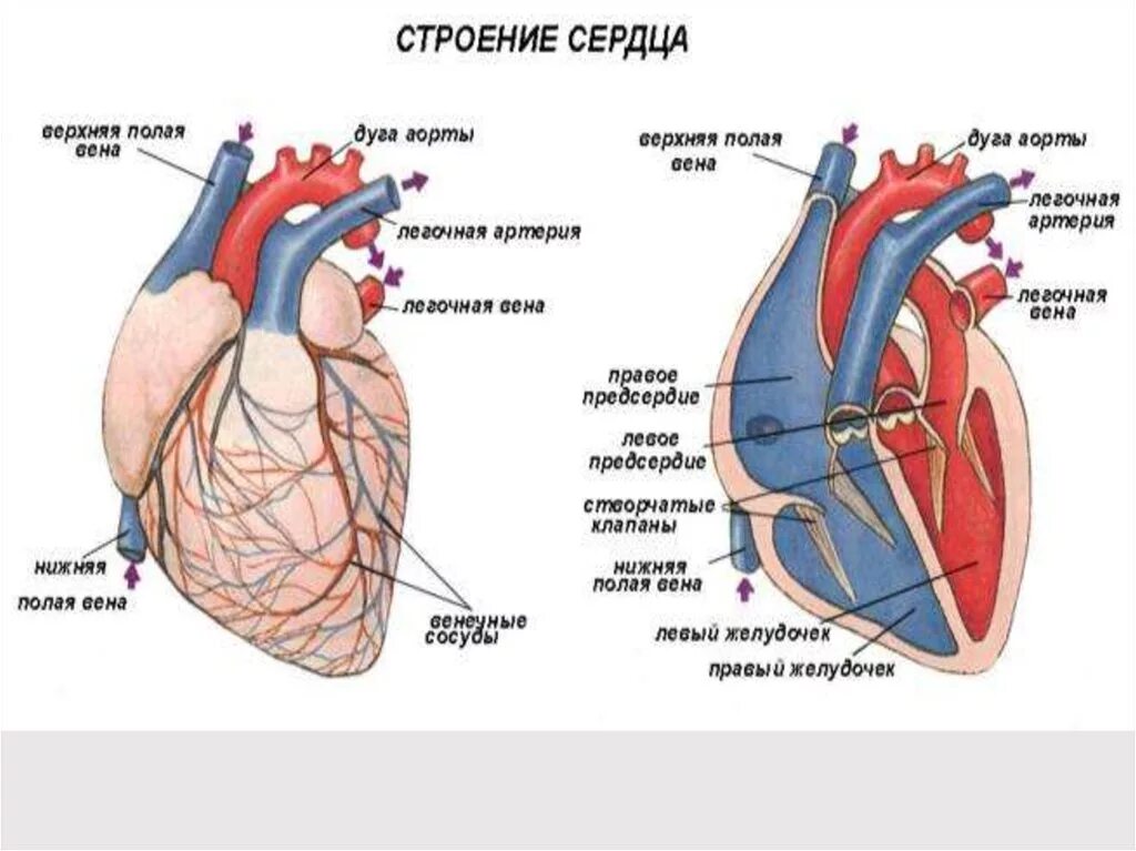 В состав какой системы входит сердце. Строение сосудов сердца анатомия. Строение сердца сосуды сердца. Строение сердца с сосудами схема. Сердце строение анатомия кровоснабжение.