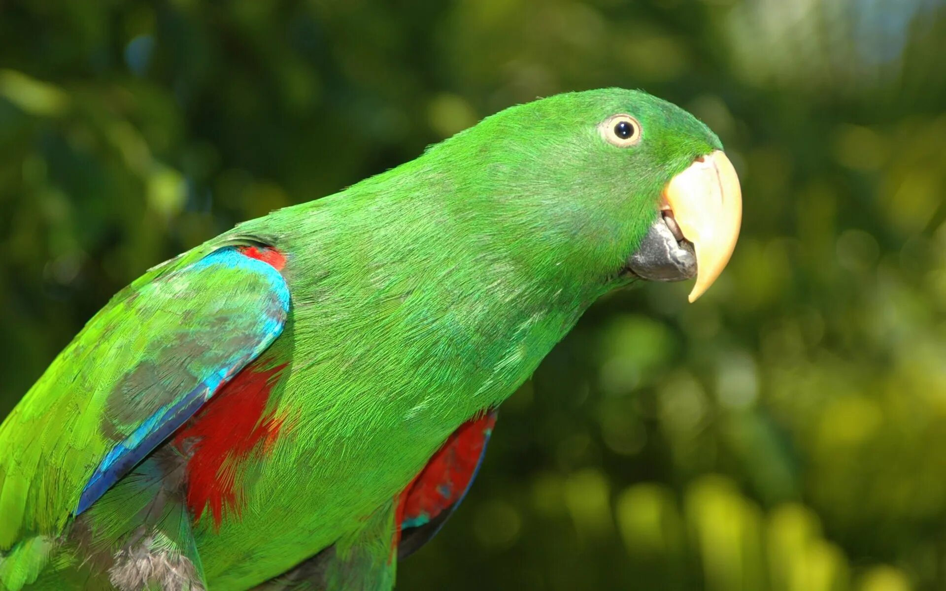 Эклектус попугай. Попугай жако зеленый. Амазон попугай. Маврикийский кольчатый попугай. Curl parrot