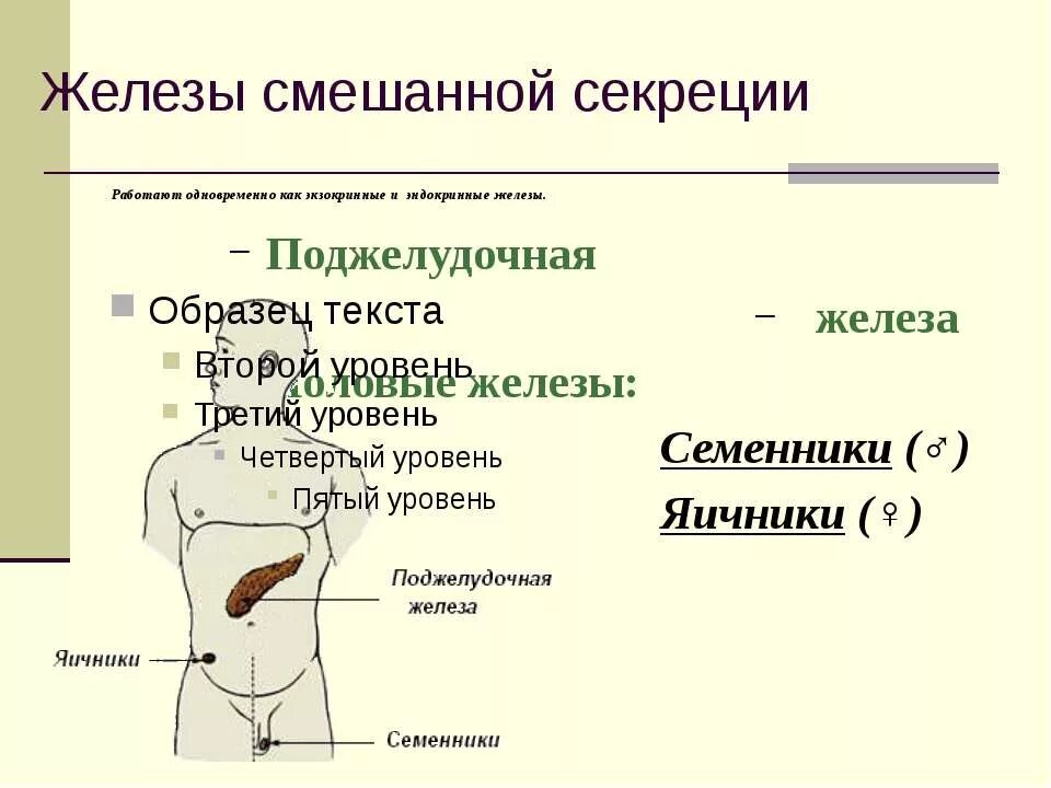 Поджелудочная и яичники