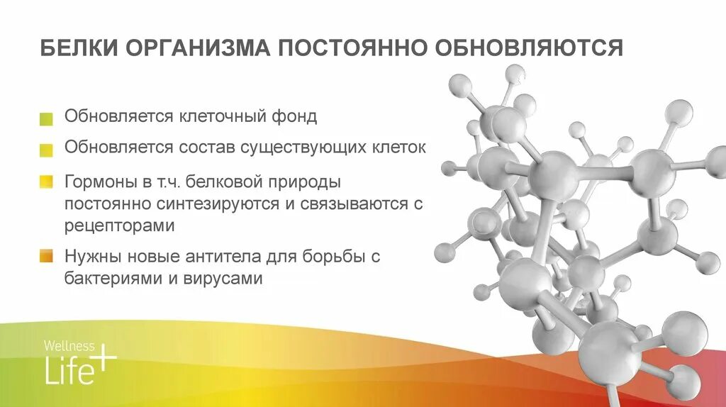 Время белкового. Причины необходимости постоянного обновления белков организма. Белки в организме. Обновление белков в организме. Запас белков в организме.