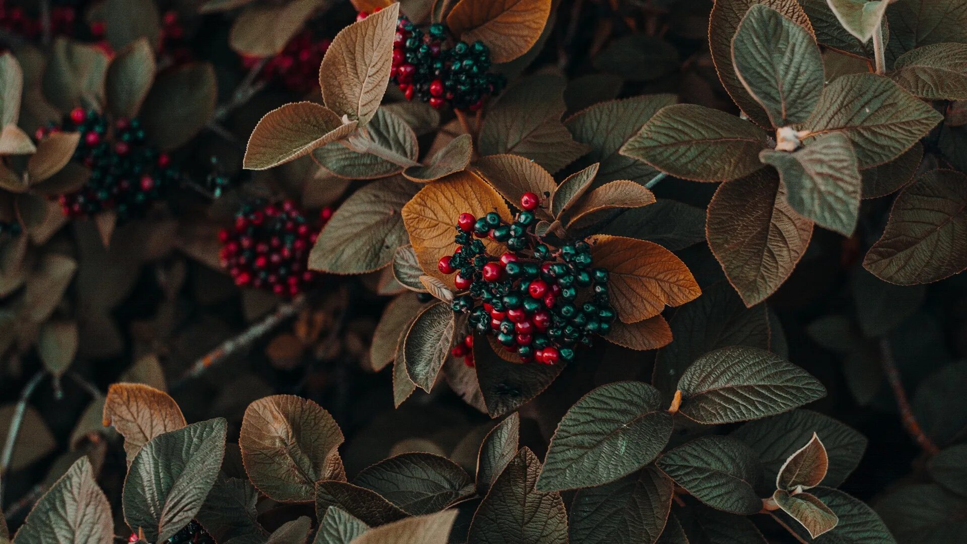 Ягода коричневого цвета