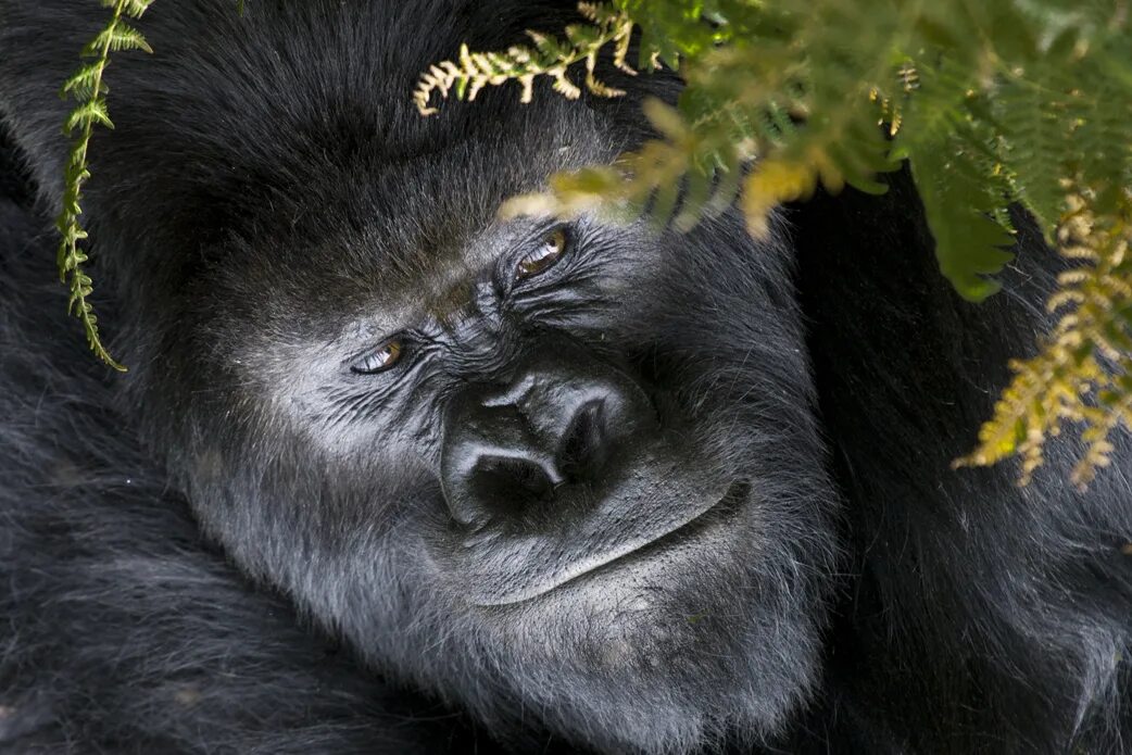 Горилла википедия. Горилла и шимпанзе. Горилла Исабукуру. Большая черная горилла. Горилла фото.