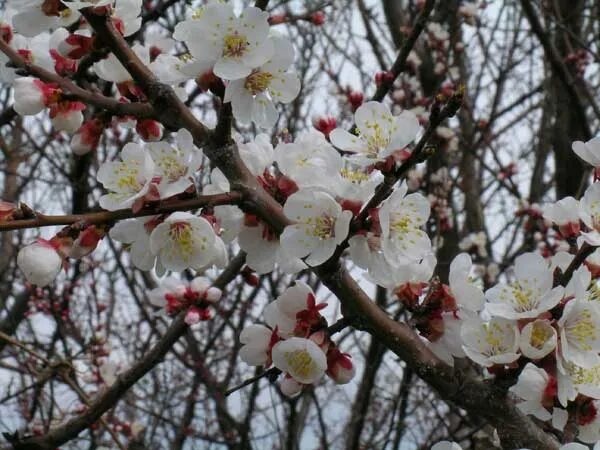 аромат весны. деревья цветущие в июле. какие запахи весны. какие запахи весны. аромат весны.
