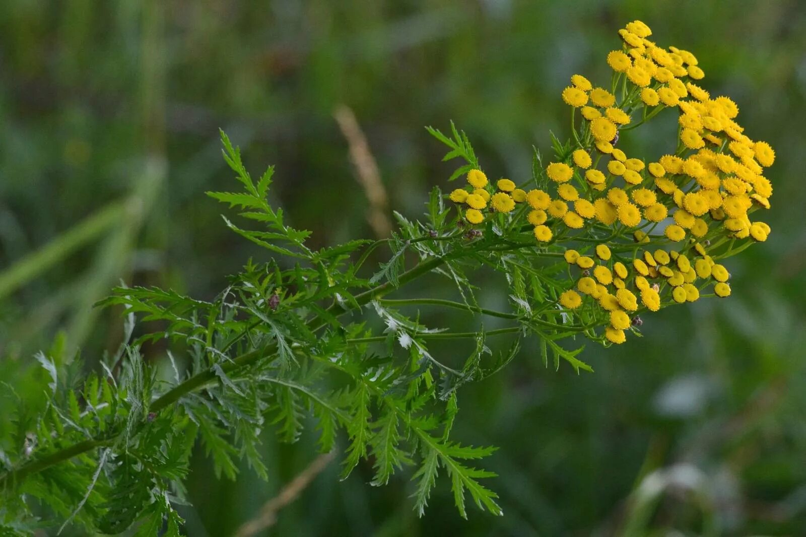 Пижма обыкновенная. Пижма Tanacetum vulgare. Пижма обыкновенная лектрава. Пижма (раст. Сем. Сложноцветных).