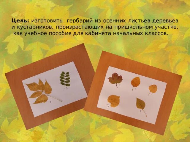 Проект гербарий в детском саду Гербарий :: Это интересно! Поделки, Детсадовские художественные проекты, Осенние