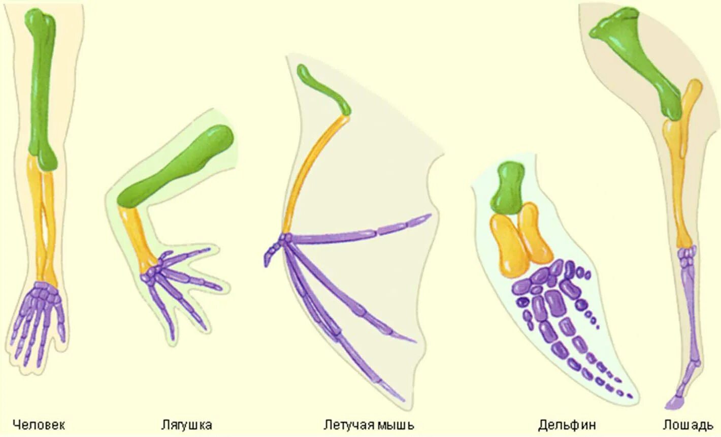 Строение конечностей рисунок. Гомология конечностей позвоночных. Гомология передних конечностей позвоночных. Гомологичные органы у животных. Гомологические органы доказательства эволюции.