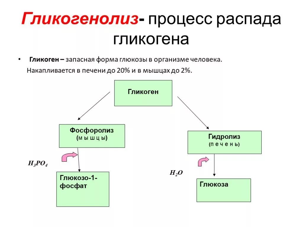 Распад гликогена. Схема расщепления гликогена. Распад гликогена биохимия схема. Продукты гидролиза гликогена. Конечный продукт гликогенолиза в мышцах.