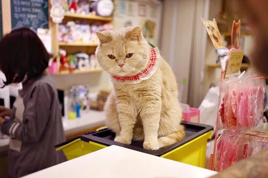 Кошачье кафе в Корее. Аккуратный котик. Кафе кошек в Южной Корее. Рождество в кошачьем кафе. Аккуратный кот