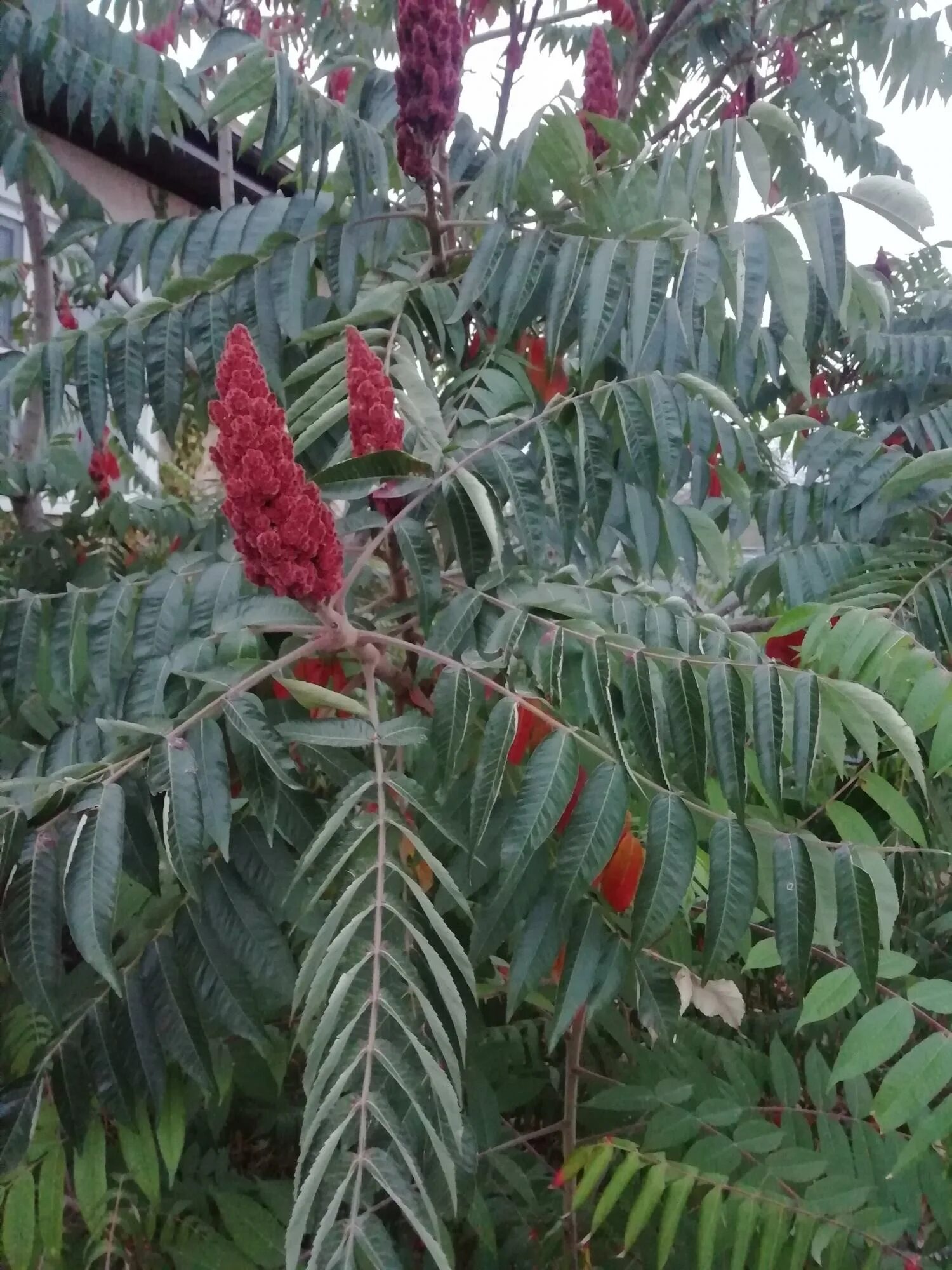 сумах оленерогий уксусное дерево. сумах оленерогий. сумах оленерогий rhus typhina. каштан сумах оленерогий. сумах пушистый оленерогий уксусное дерево.