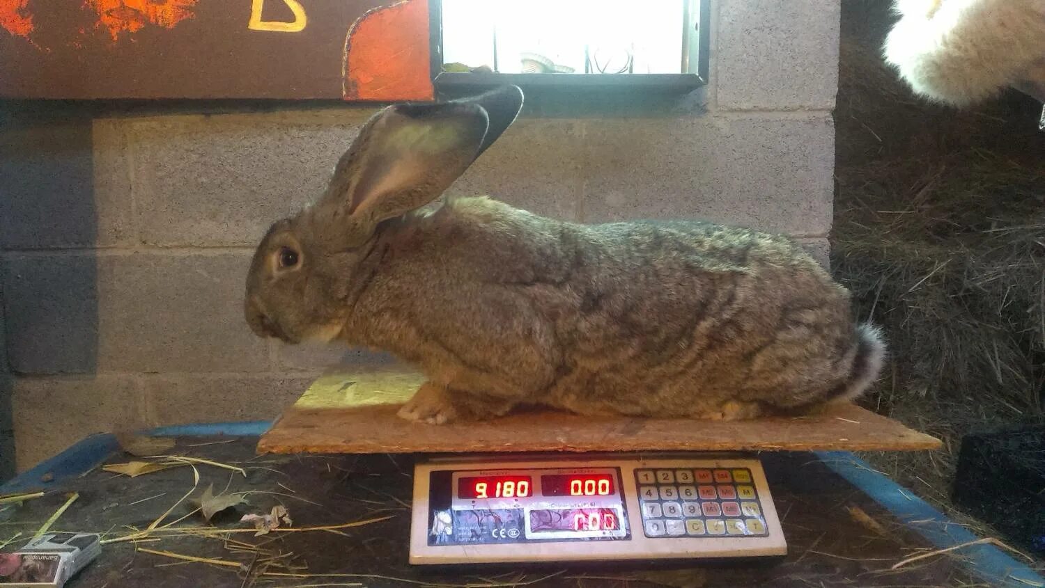 Вес порода кроликов. Порода кроликов Фландр вес. Бельгийский великан кролик вес. Кролик Фландр великан вес. Фламандский гигант кролик.