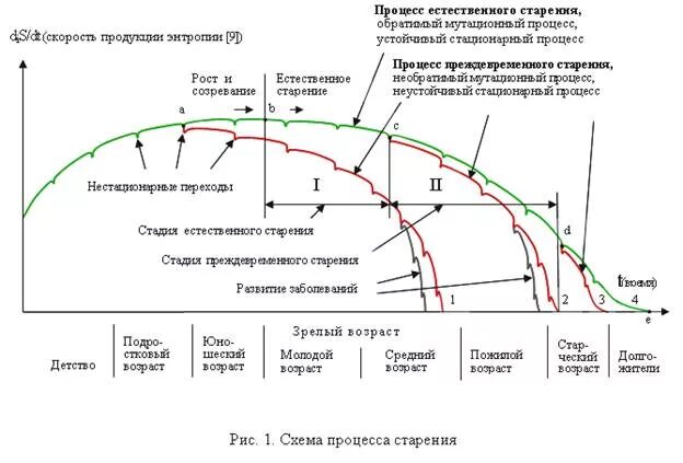 Процесс старения 5 букв. Схема демографические процессы старения. Старение схема. Процесс старения схема. График старения человека.