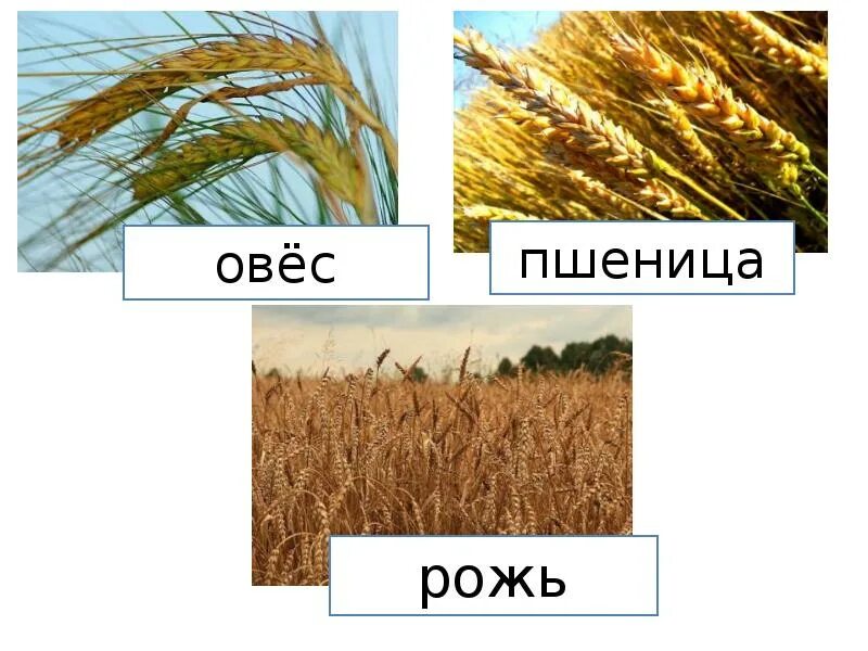 Пшеница однодольное. Пшеница однодольное или двудольное растение. рожь и пшеница. рожь двудольное. рожь однодольное или двудольное.