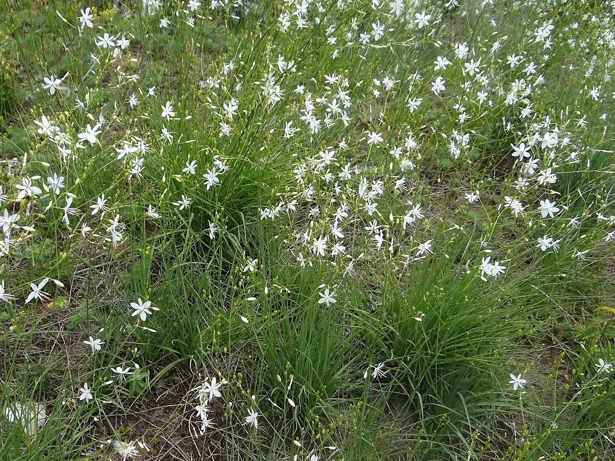 Лебеда. Anthericum ramosum. Циклахена дурнишниколистная сорняк. Самый опасный сорняк. Пырей.