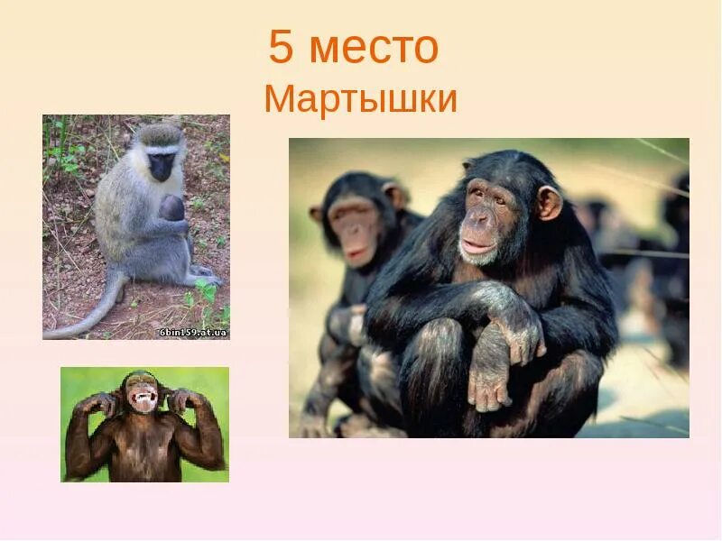 Топ 10 самых умных животных. Проект 10 самых умных животных мира. проект самое умное животное. самые умные животные в мире презентация. самое умное животное на земле 2 место.