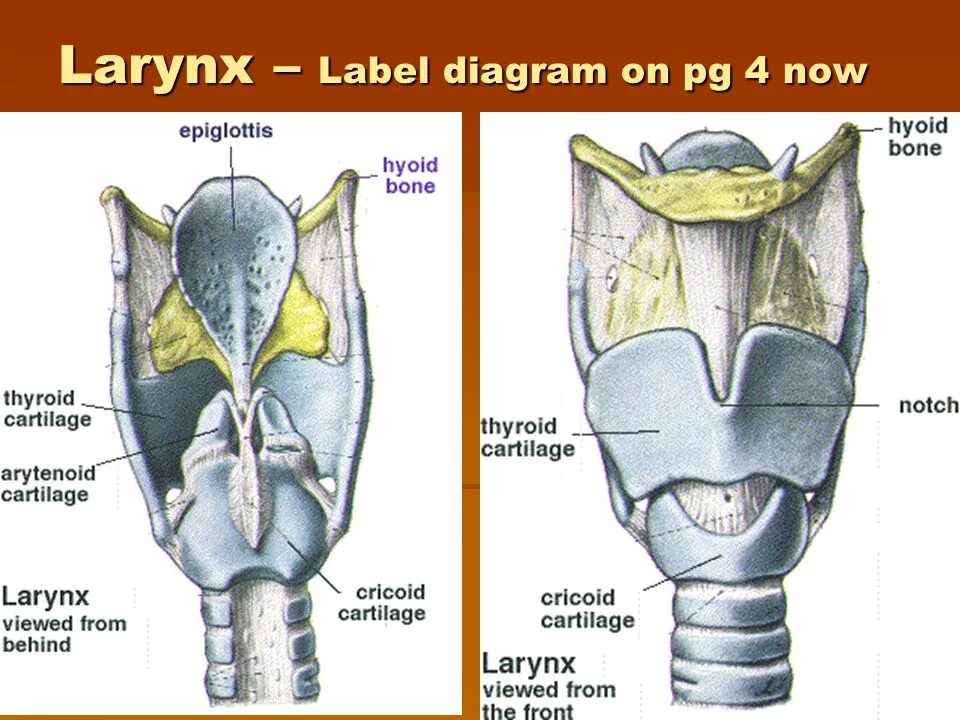 Label the diagram