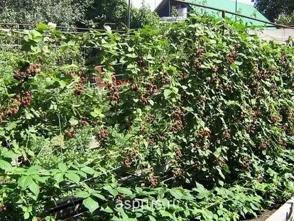 Сколько кустов ежевики