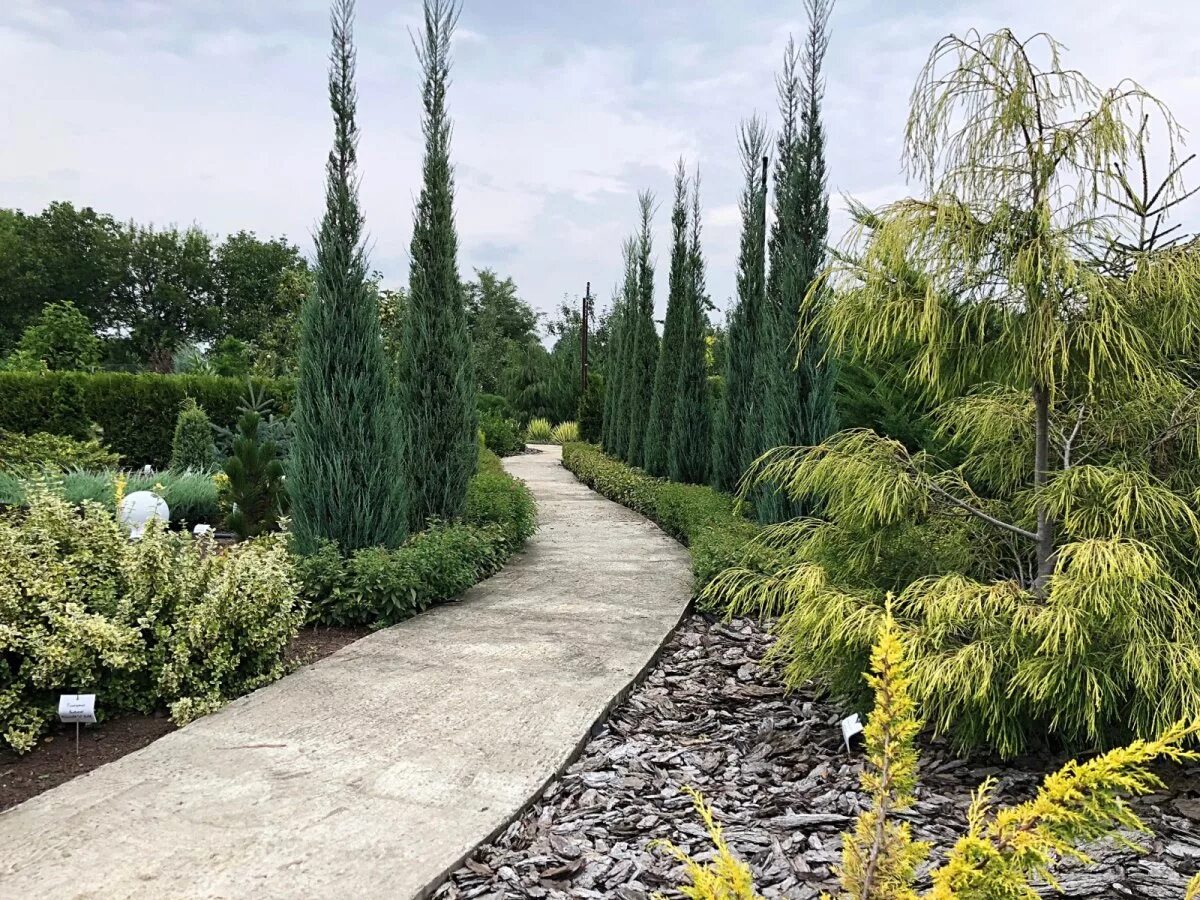 Кипарисовики в ландшафтном дизайне. Кипарисовики в ландшафтном дизайне. Кипарисовик лавсона ivonne. Блю эрроу можжевельник в ландшафте с розами. Кипарисовики в ландшафтном дизайне.