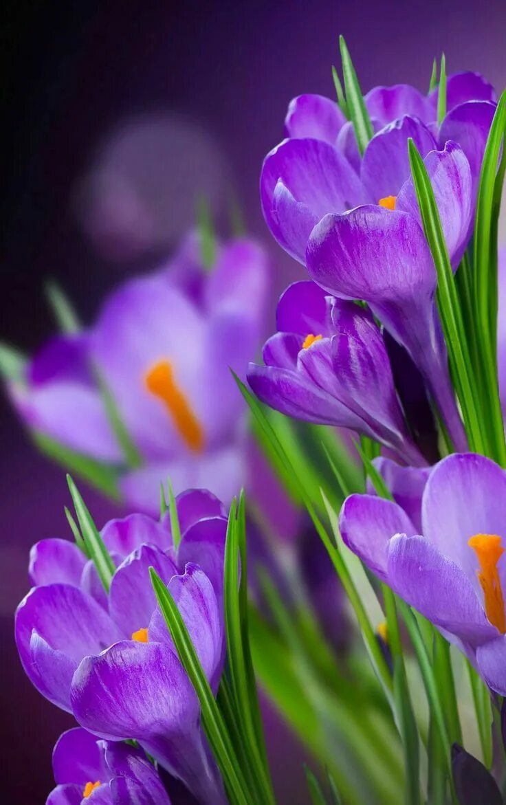 Весенние цветы на телефон вертикальные. Крокус весенний фиолетовый. Сиреневые цветы. Крокус цветок. Весенний цвет.