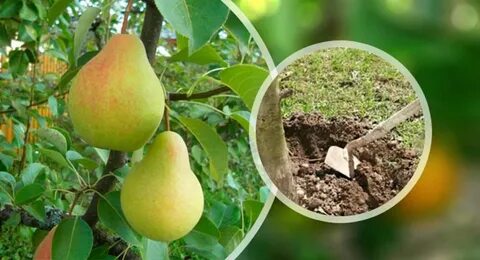 Саженец груша плодовая чижовская