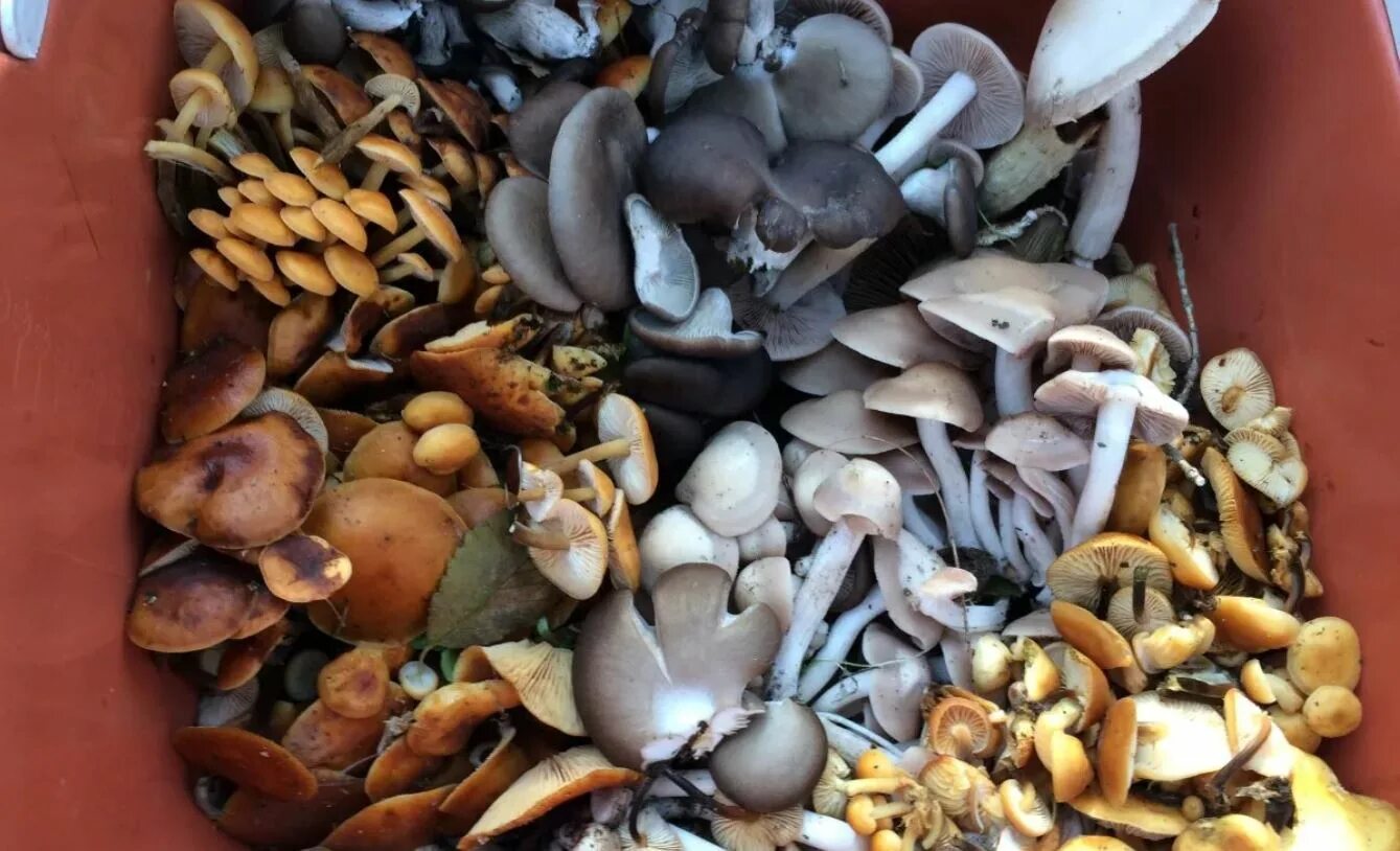 Грибная ростов. Грибная ростов. Грибная ростов. Грибная ростов. Деликатесные грибы.