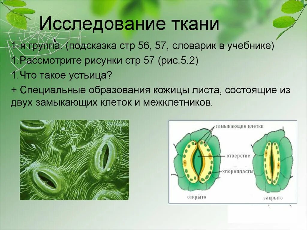 Замыкающие клетки устьиц листа. Что такое замыкающая клетка устьица у листа. Покровная ткань растений устьица. Ткань листа растения с устьицем.