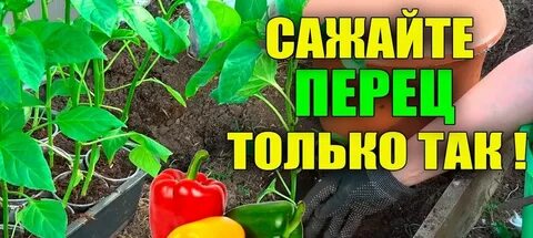 Урожайный огород ютуб