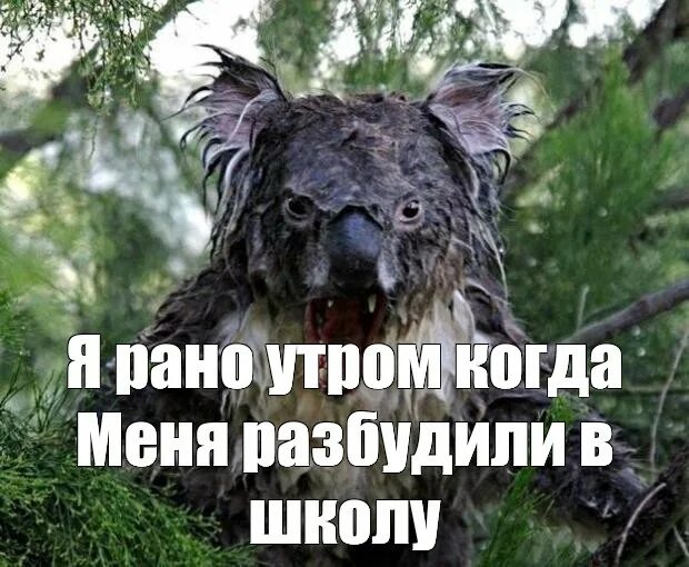 Суп мокрая коала. Мокрая коала. страшная коала. мокрая куала куала страшная.