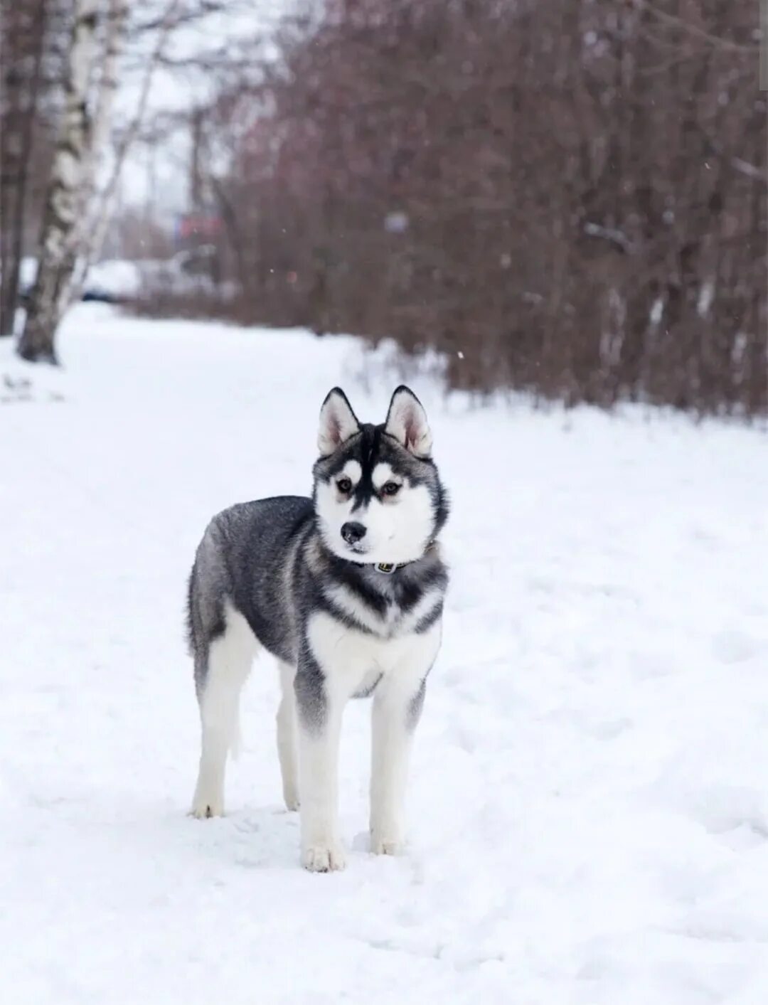 Хаски лет. Сибирский хаски щенки. Хаски короткошерстные. Хаски сибериан. Сибирский хаски.