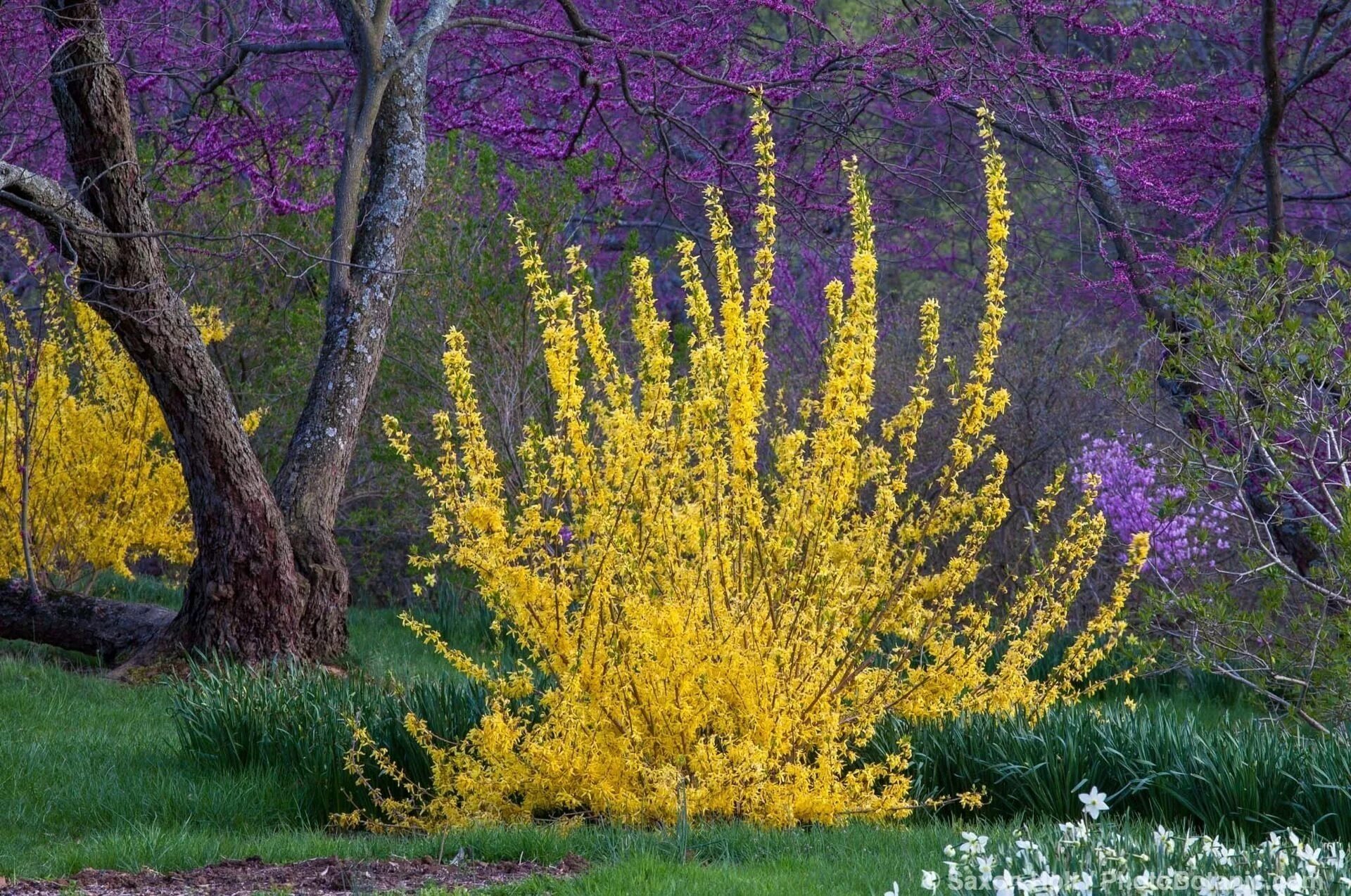 Ранний желтый кустарник фото. Форзиция спринг Глори. Форзиция (форсайтия). Желтый кустарник форзиция. Форзиция Голдрауш.