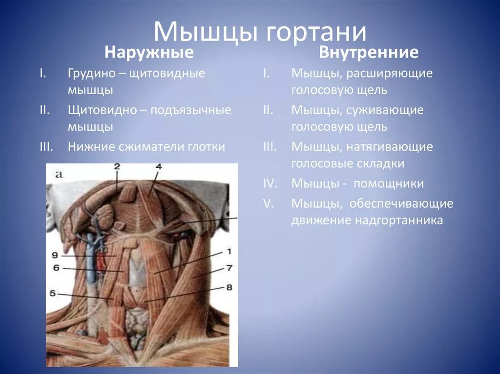 Дал в гортань