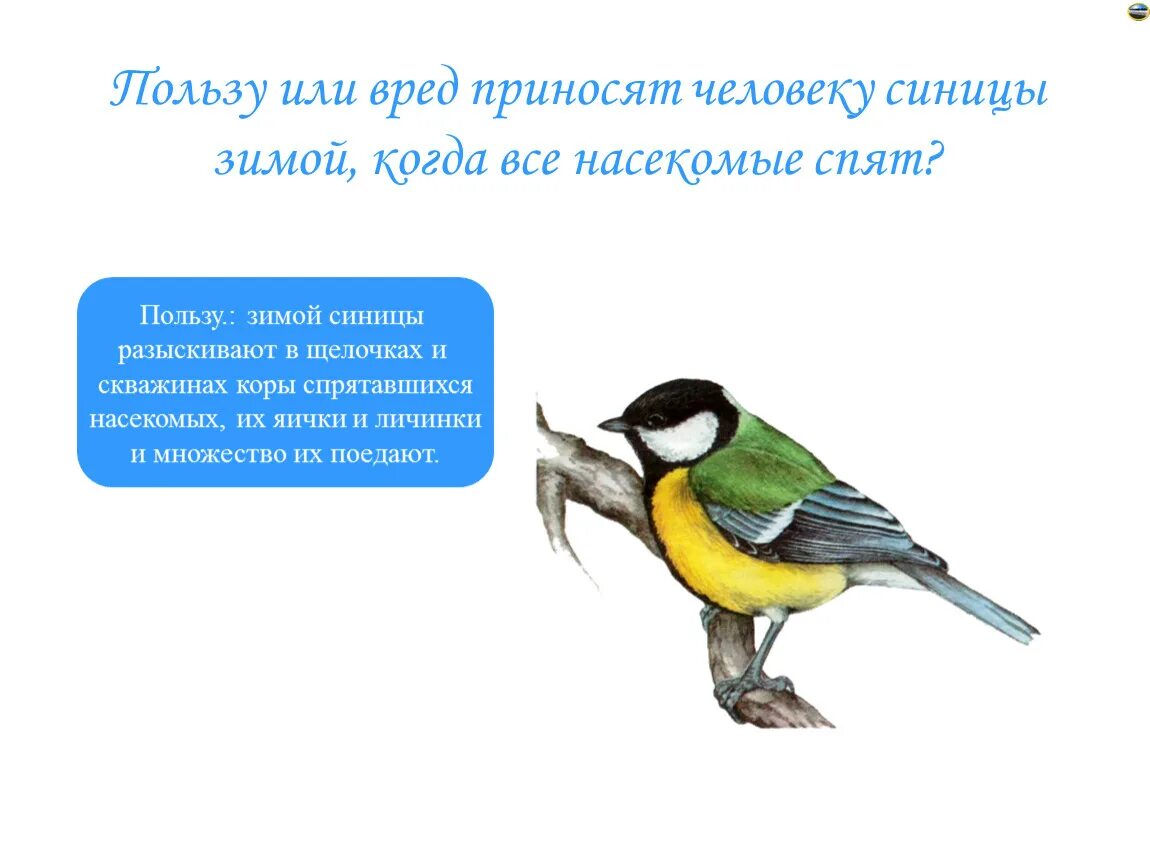 Поведение синички зимой. Поведение синицы. Поведение синиц зимой. Место обитания синицы. Польза приносимая птицами