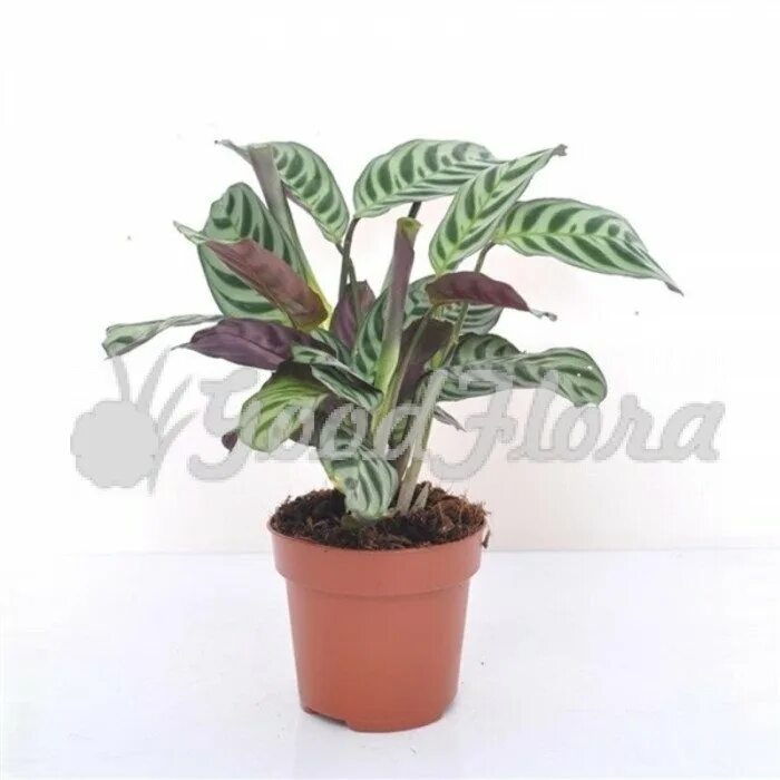 Ктенанта оппенгейма. Ктенанта марантовые. Ктенанта выбор горшка. Ктенанта компактстар. Калатея ктенанта.