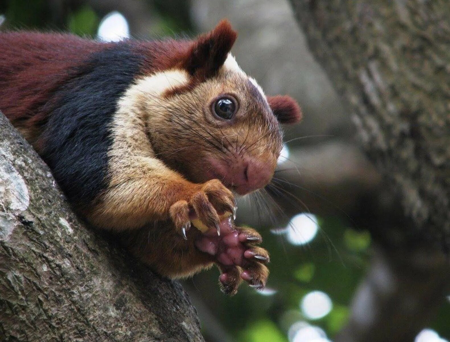 Гигантская белка. Ратуфа белка в индии. Малабарская гигантская белка. Индийская белка ратуфа. Фиолетовая индийская белка ратуфа.