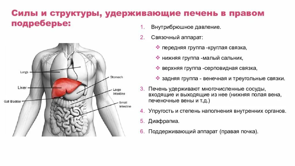 Печень топография строение функции. Печень, желчный пузырь, поджелудочная железа анатомия строение. Печень желчный пузырь положение строение. Печень, желчный пузырь: положение, строение, функции..