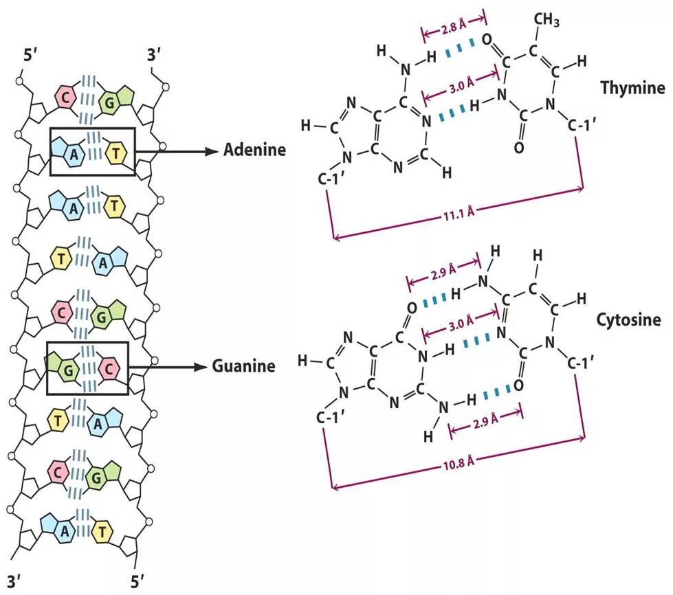 Водородный связи между аденином и тимином. Тимин аденин гуанин цепь. ДНК аденин Тимин. Аденин Тимин цепочка. ДНК Тимин гуанин.